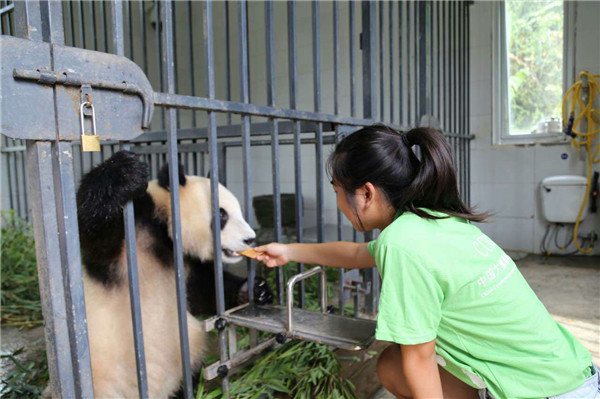 Student volunteer gets up close and personal with China's giant pandas