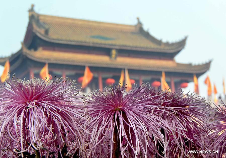 Chrysanthemums burst into bloom in Kaifeng