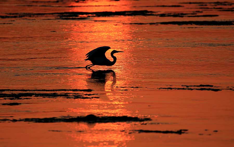 Egret in sunset on Xin'anjiang River