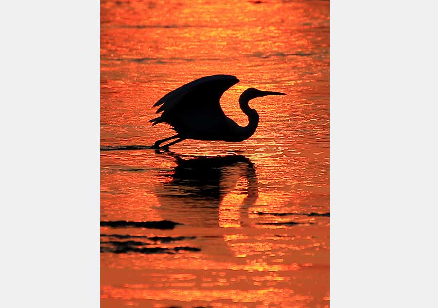 Egret in sunset on Xin'anjiang River