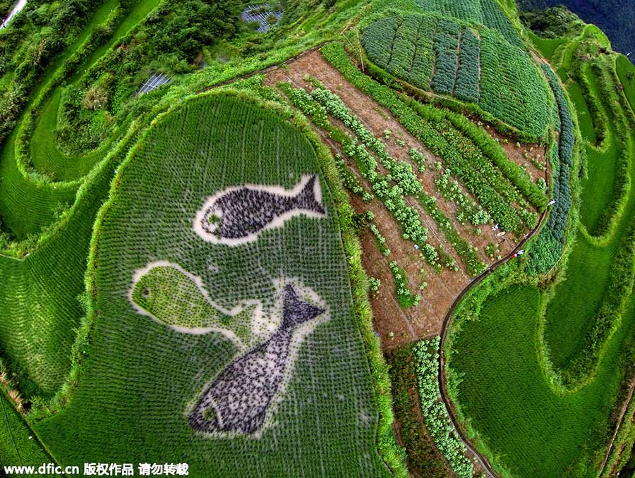 Amazing rice paddy art inspired from crops