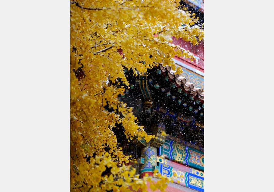 Palace Museum coated in snowfall, a poetic twist to the attraction