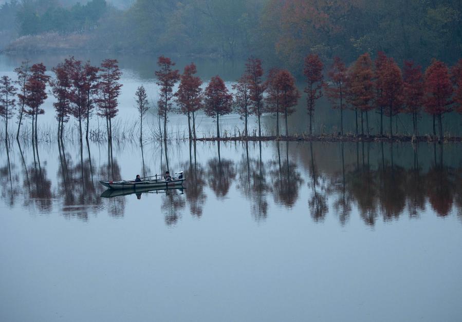 Tranquility in the ‘Water Forest’