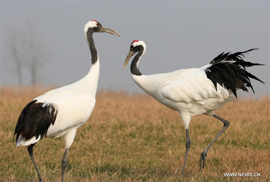 Red-crowned cranes seen at Yancheng nature reserve