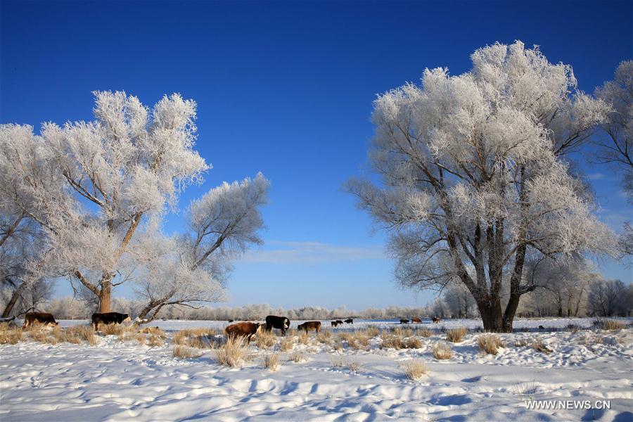 Rime scenery seen in Xinjiang's Altay