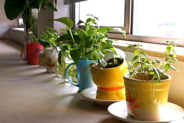 What to do with your plants over Spring Festival travel