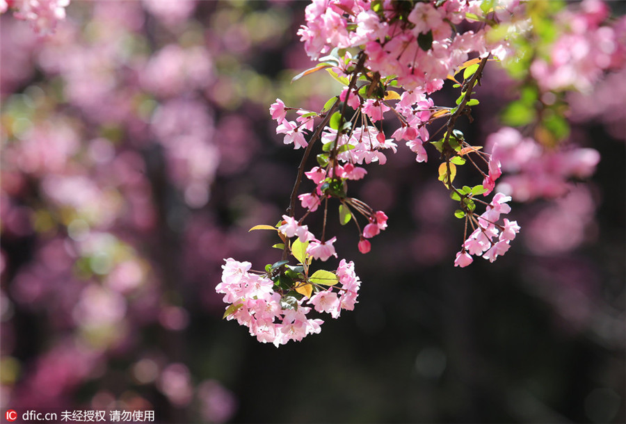 Cherry blossoms in Kunming