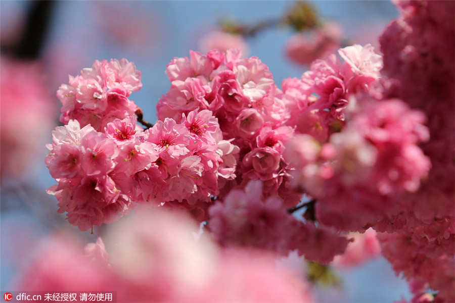 Cherry blossoms in Kunming