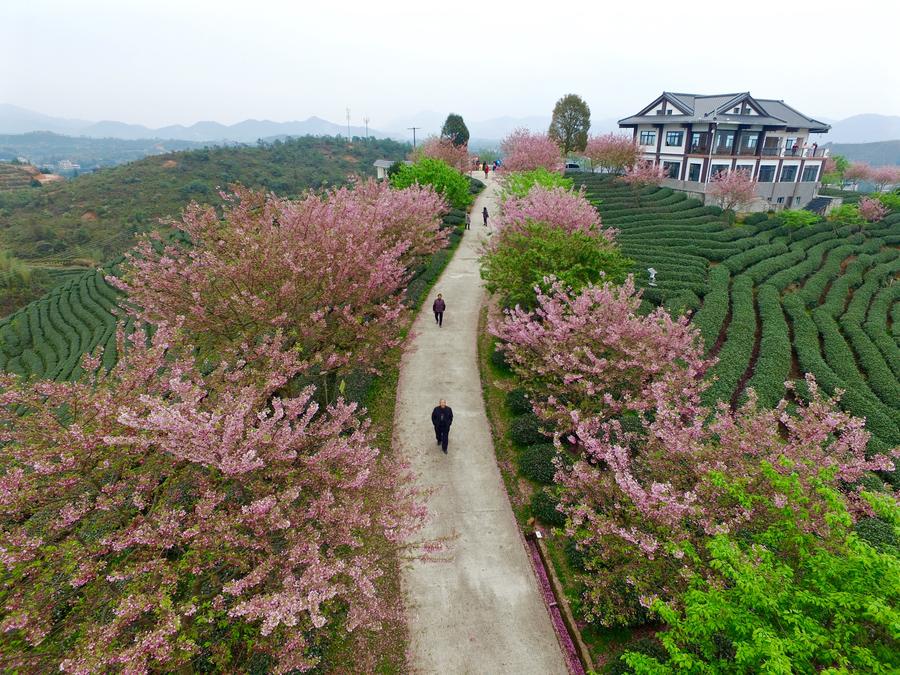 Scenery of blooming cherry and tea garden in Fujian