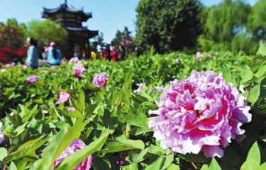 'Flower tours' blossom across China