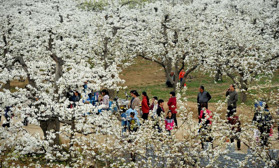 Sea of pear flowers attracts tourists in Hebei