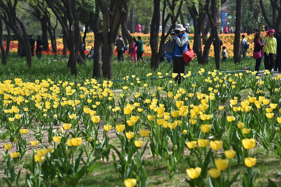 Tulip flowers bloom at Yingze Park in Taiyuan