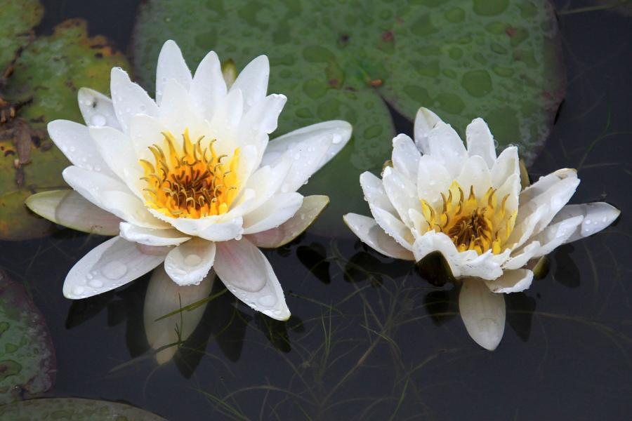 Lotus flowers bloom on Baiyang Lake, Hebei province