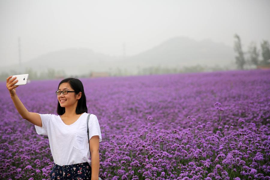 Tourists visit verbena flower field in Qingdao