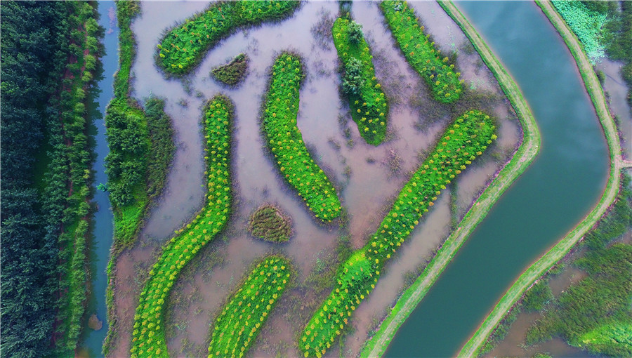 Shandong wetlands: The perfect summer destination