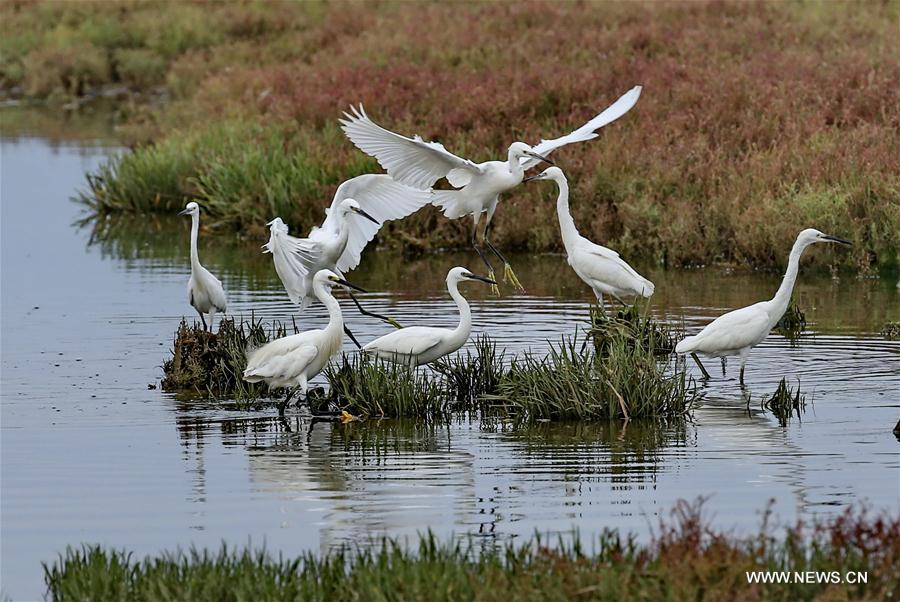 Flocks of egret fledglings seen at wetland in Qinhuangdao