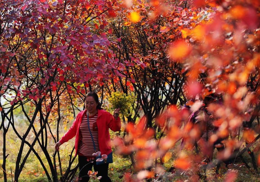Scenery of red autumn leaves in Shijiazhuang