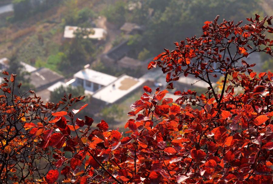 Scenery of red autumn leaves in Shijiazhuang