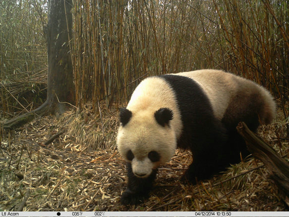 New 'eyes'on pandas