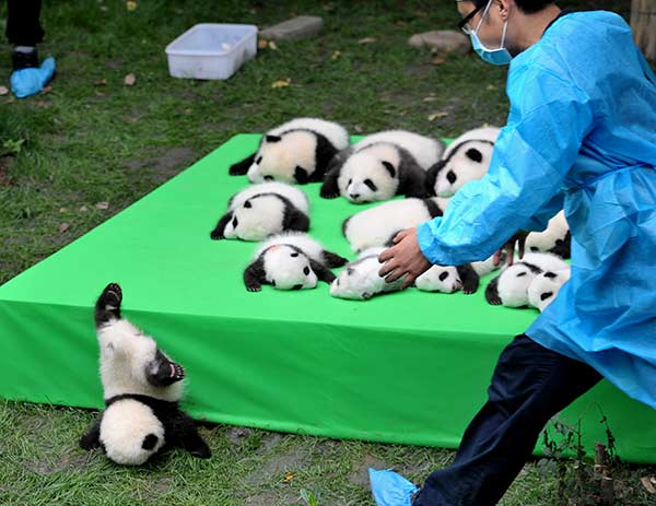 New 'eyes'on pandas