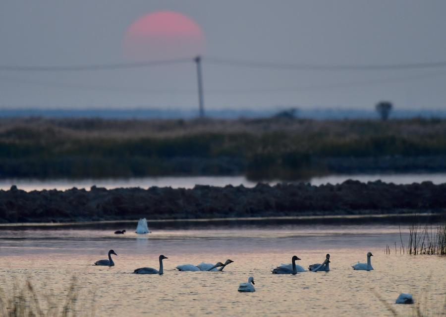 About 2,000 migrating swans gather in N China