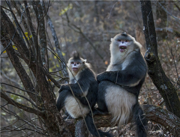 Yunnan animal preserve is a monkey kingdom
