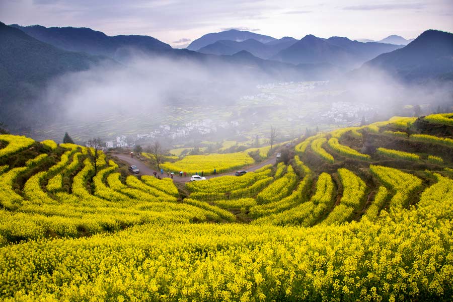 10 places to enjoy canola flowers in China