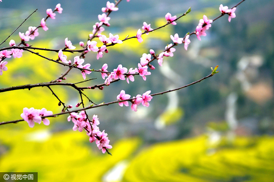 Sea of cole flowers fields bloom in Shaanxi province