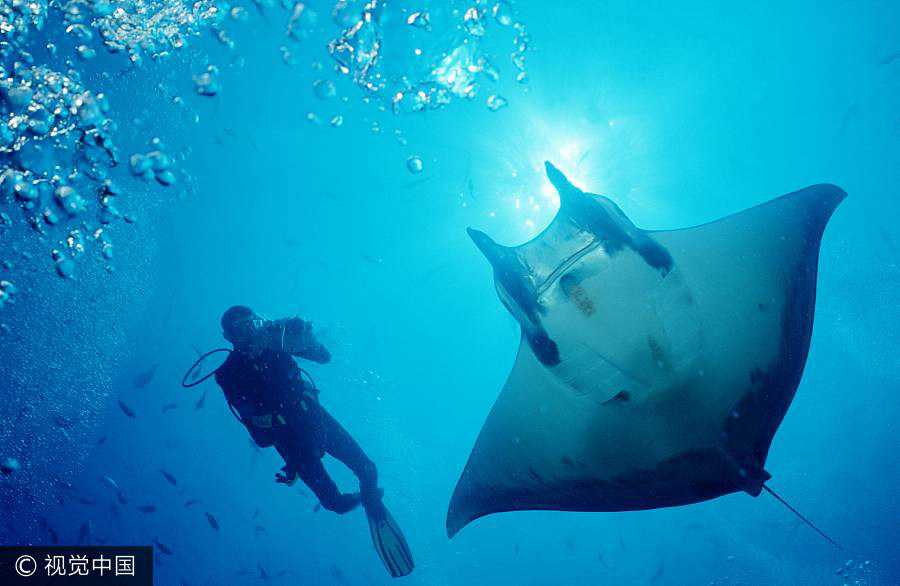 10 best diving destinations in the world