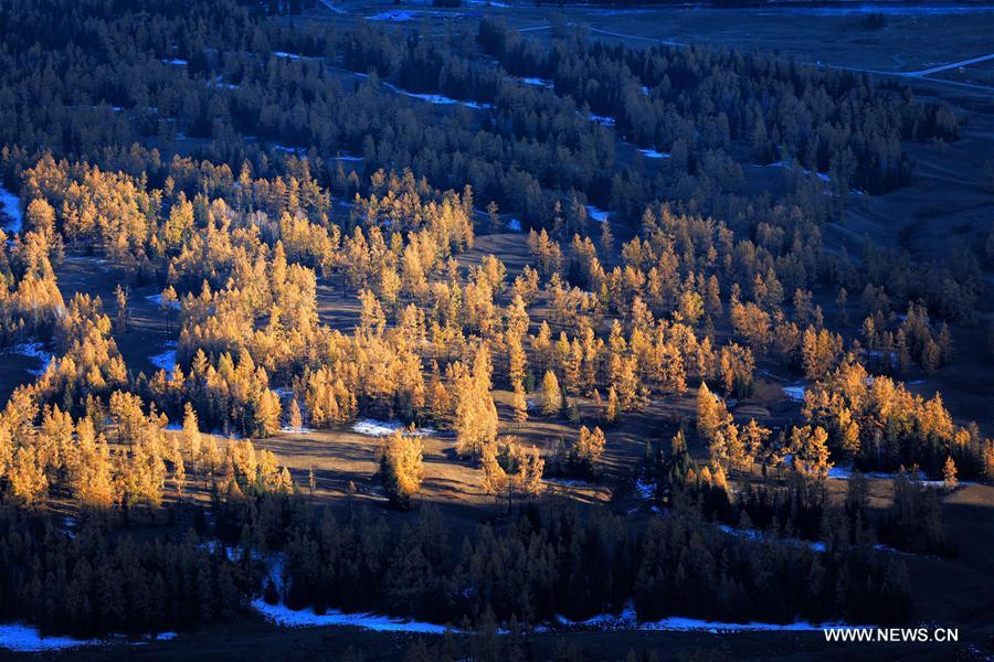 Autumn scenery of Kanas scenic area in China's Xinjiang