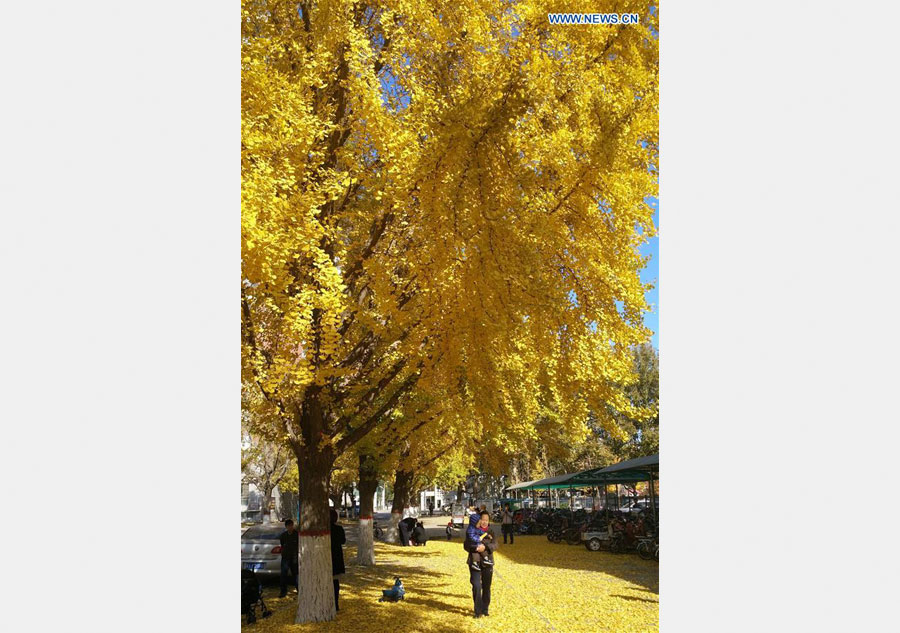 People enjoy themselves under ginkgo trees