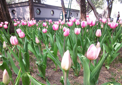 Flower diplomacy in Zhongshan Park