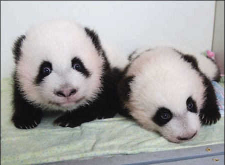 The People's Choice: Atlanta zoo's cubs are named Mei Lun and Mei Huan