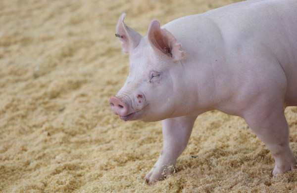 US pork industry feels effects of China's ban on some imports