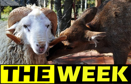 THE WEEK Dec 2: Goat loves deer