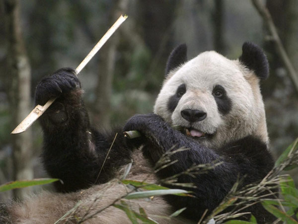 Japan awaits pandas arriving from China