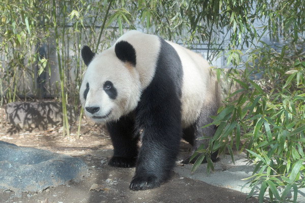 Japan hopes Kaka and Mama could be ex-panda-ble