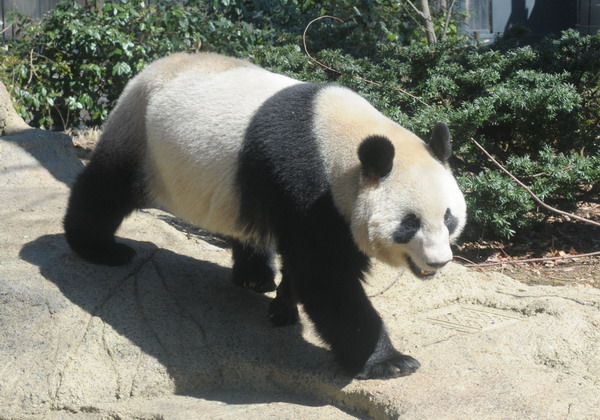 Japan hopes Kaka and Mama could be ex-panda-ble