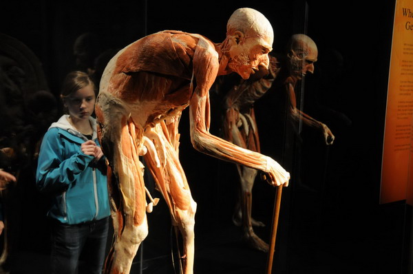 Body Worlds exhibit reveals secret of aging