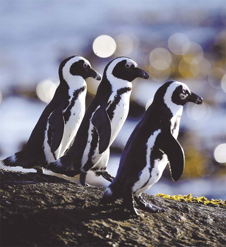 African penguin edging closer to extinction