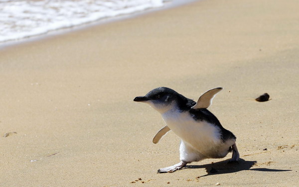 Baby penguins swim home after rehab