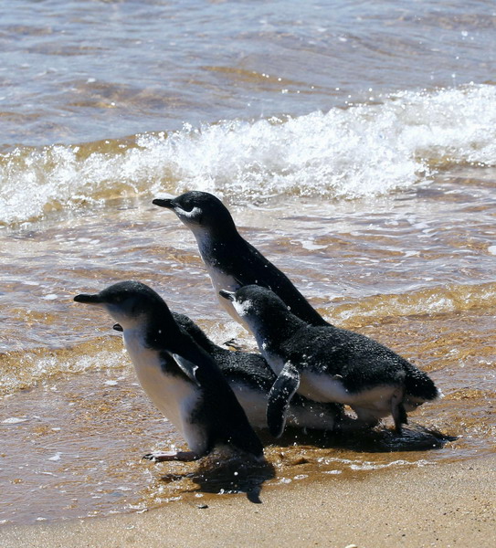 Baby penguins swim home after rehab