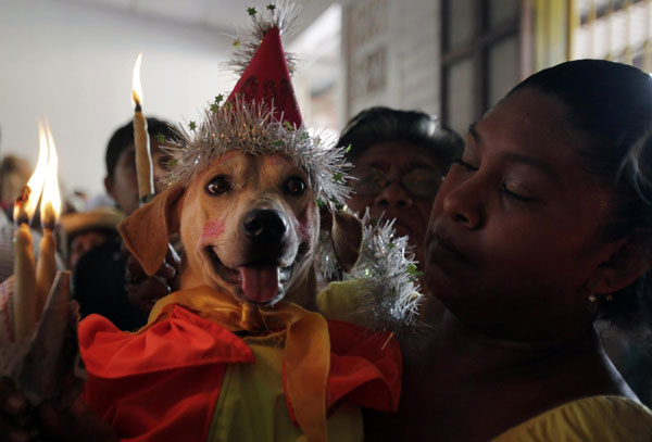 Dogs with their human friends