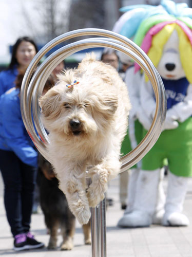 Dogs with their human friends