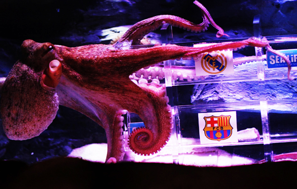 Iker the Octopus picks Madrid to win King's Cup