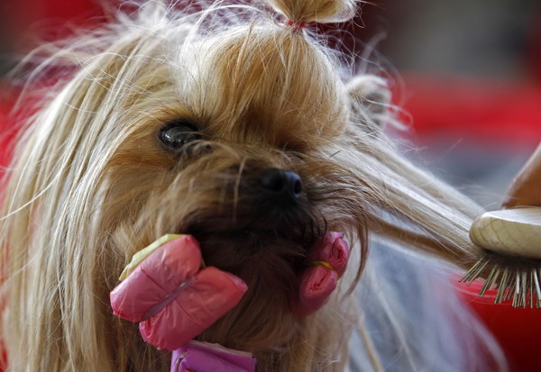 International dog show in Hungary