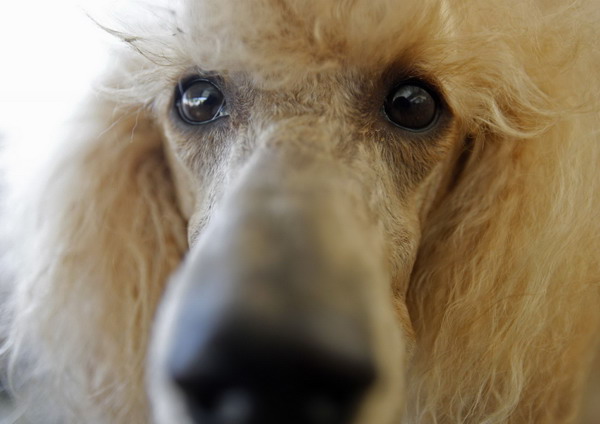 International dog show in Hungary