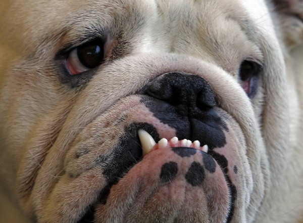 International dog show in Hungary