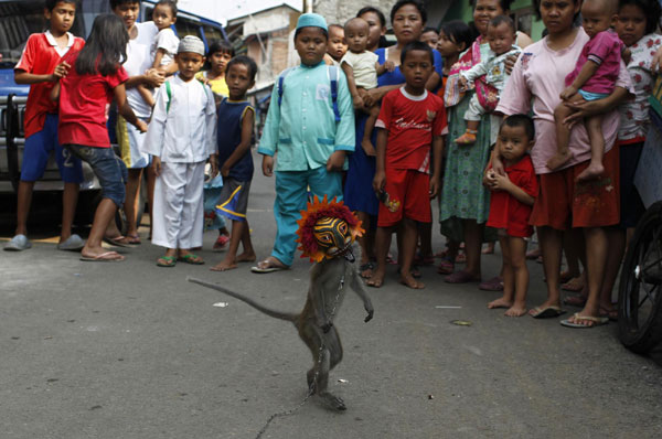 Performing monkey at the market