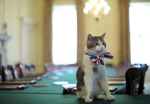 Larry, the 10 Downing Street's resident cat